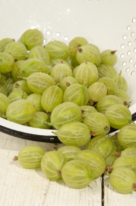 cleaned wet gooseberries in a blue and white colander cleaned wet gooseberries in a blue and white colander