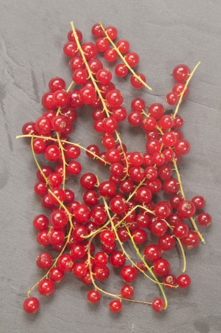 fresh redcurrant on grey slate