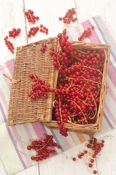 freshly harvested redcurrants in a basket and kitchen towel