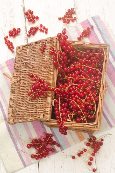 freshly harvested redcurrants in a basket and kitchen towel freshly harvested redcurrants in a basket and kitchen towel