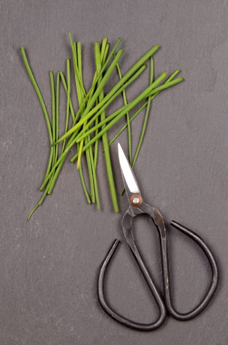 herb scissors with fresh chives on slate 