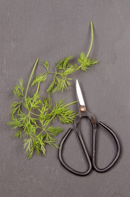 herb scissors with fresh dill on slate 