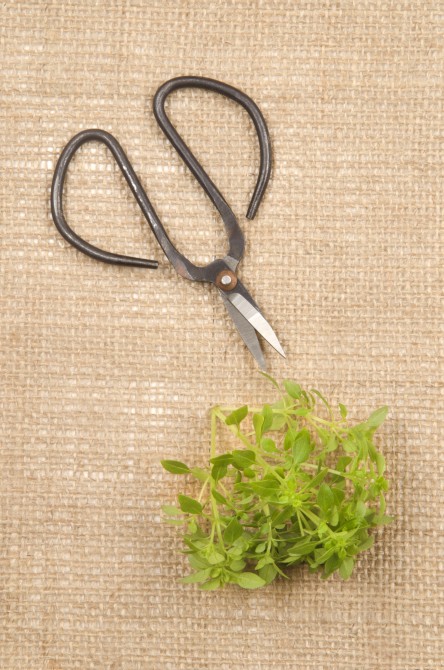 fresh sweet basil and herb scissors on jute