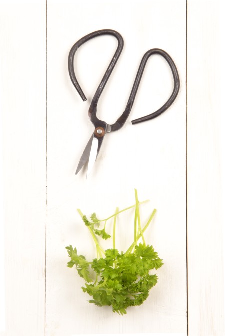herb scissors and parsley on a white rustic table