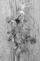 organic coriander on an old rustic table