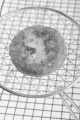freshly baked potato cake on a round spatula