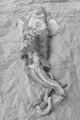 whole squid displayed on brown kitchen paper