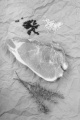 raw pork bone in loin chop with coarse salt, pepper and thyme